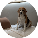 Florea Iancu profile picture